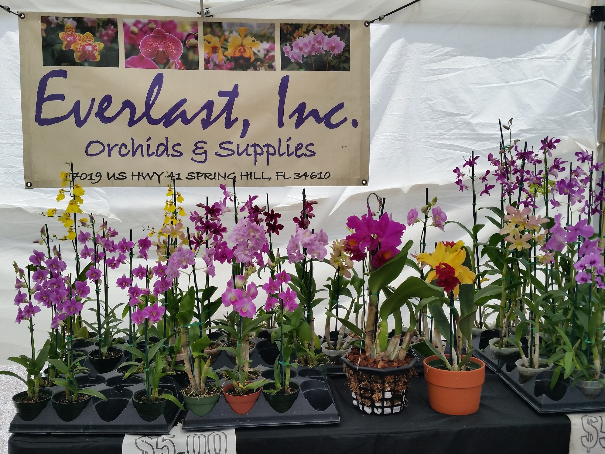 Everlast Orchids